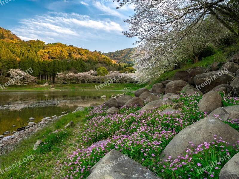 Fantasy Cherry Blossoms Flowers Kumamoto Japan