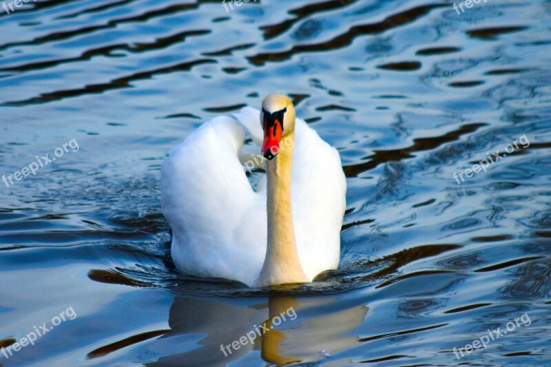 Swan Ave Bird Out Of Water Nature Free Photos