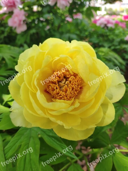 In Full Bloom Flower Peony Spring Yellow