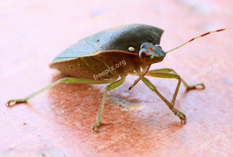 Bug Insect Nature Close Up Macro