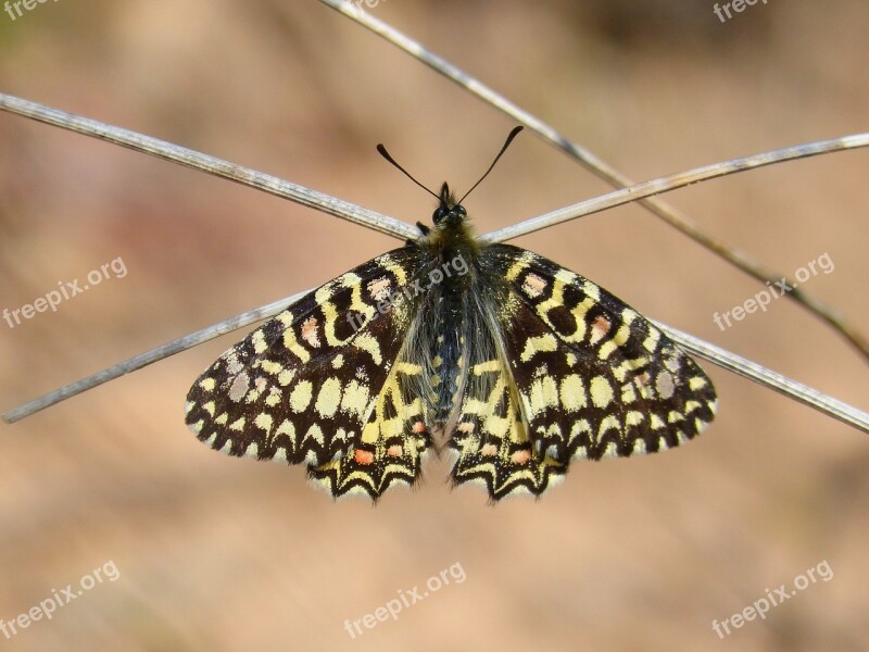 Butterfly Branch Colorful Harlequin Zerynthia Rumina