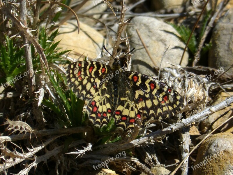 Butterfly Branch Colorful Harlequin Zerynthia Rumina