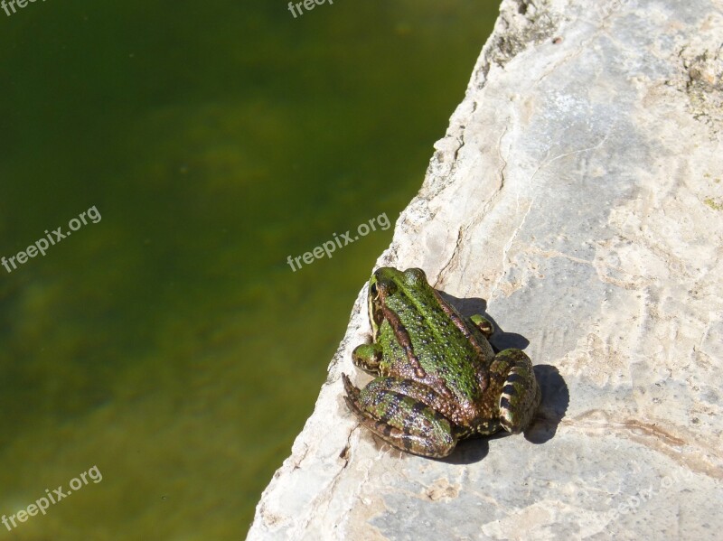 Frog Raft Jump Batrachian Green