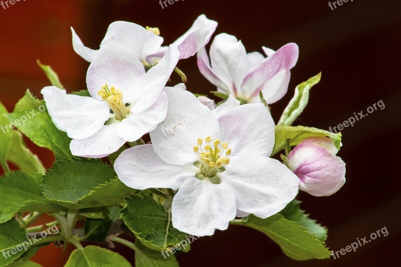 Apple Apple Tree Flower Flowers Wood