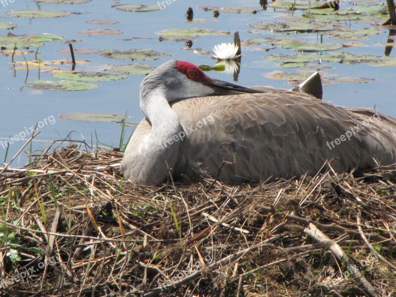 Sandhill Crane Nest Bird Florida