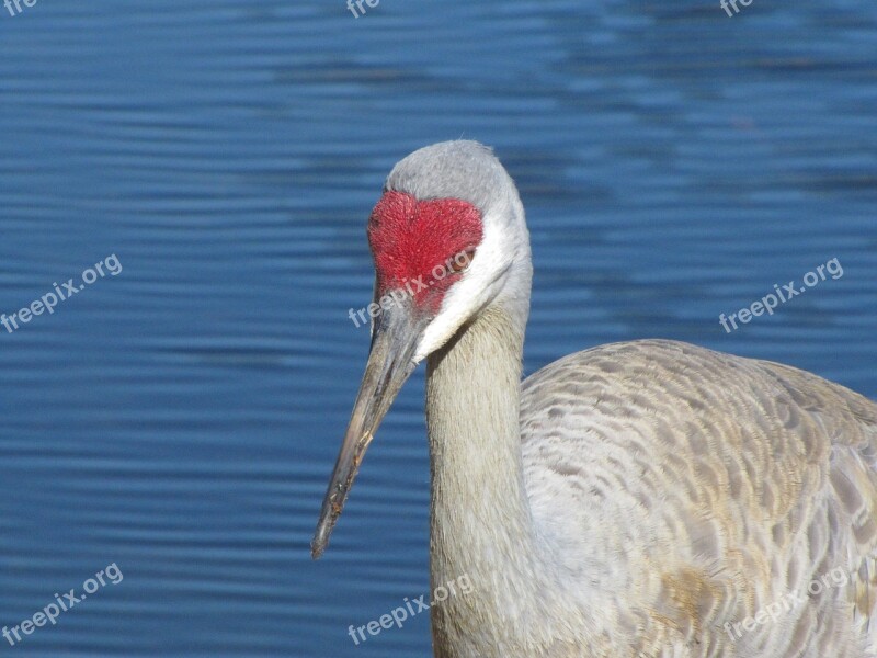 Sandhill Crane Florida Bird Nature