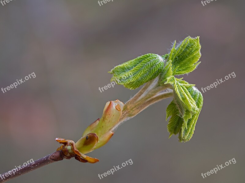 Bud Foliation Buckeye Spring Plant