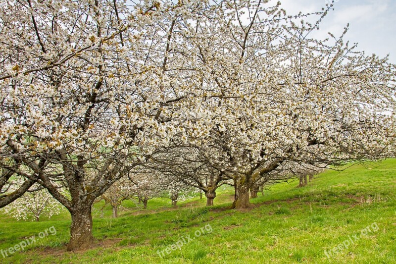 Cherry Tree High-stem Cherry Blossom Old Trees Orchard