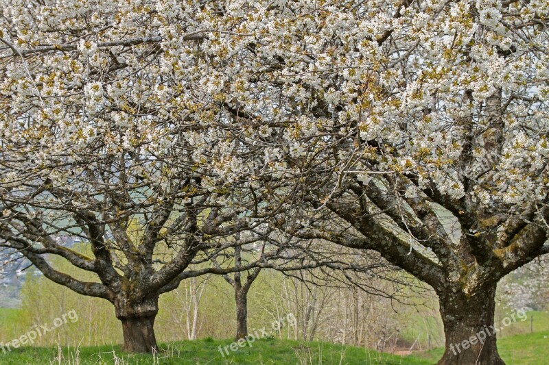 Cherry Tree High-stem Old Cherry Trees Cherry Blossom Blossom