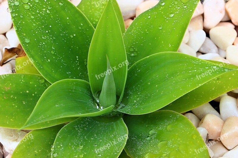 Agave Juicy Green Nature Garden