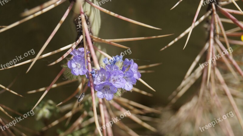 Bee Texture Purple Flower Nature