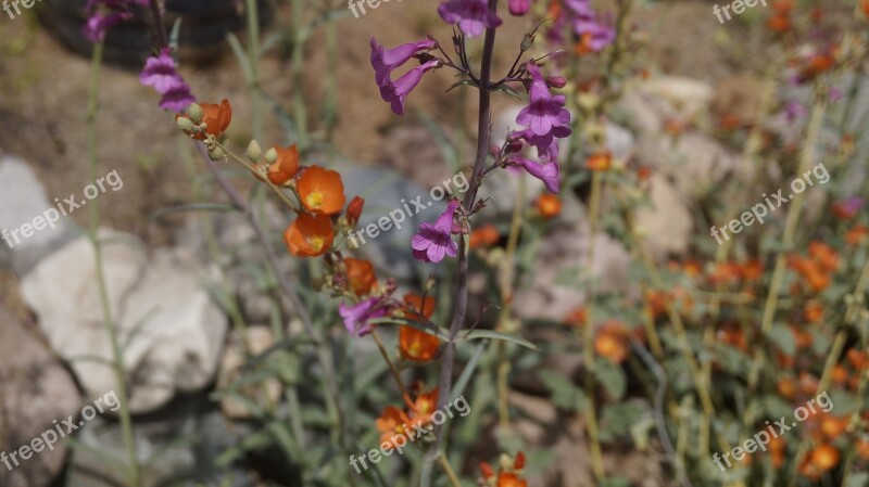 Orange Purple Flower Dessert Nature