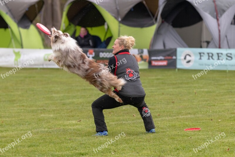 Frisbee Dogfrisbee Disc Mastiffs Dog Hundesport