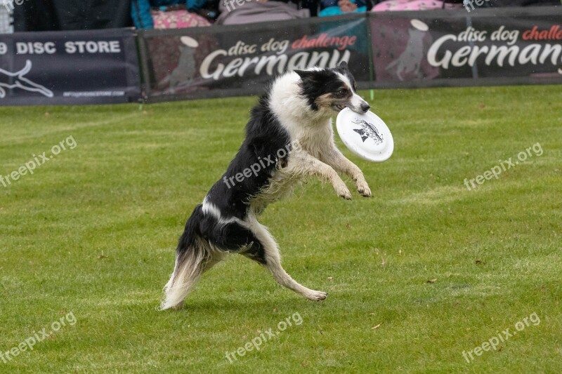 Frisbee Dogfrisbee Disc Mastiffs Dog Hundesport