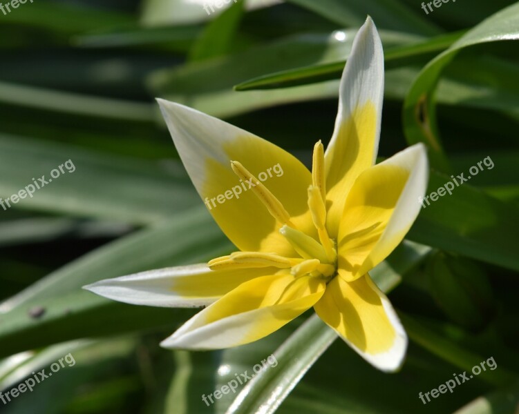 Flower Yellow-white Tulip Blossom Bloom