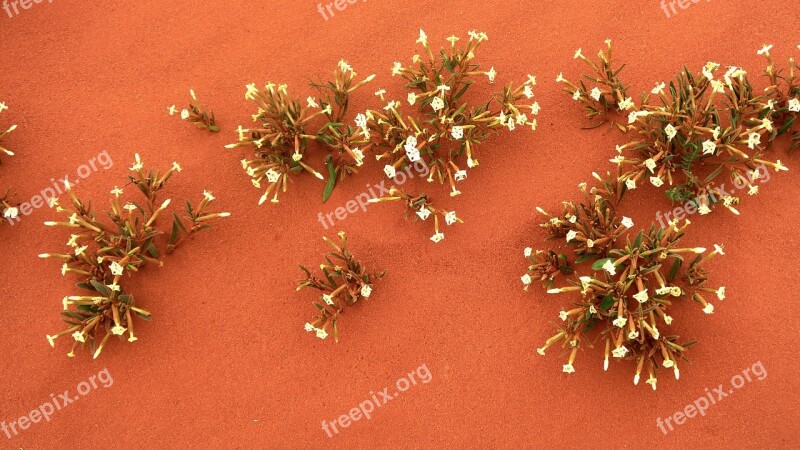 Flowers Wild Desert Nature Red Sand