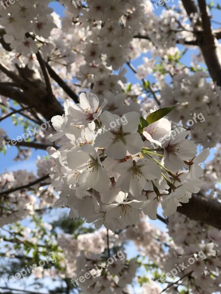 Cherry Blossom Dc Cherry Blossom Spring Blossom Flower