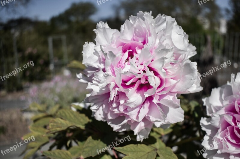 Flower White Purple Spring Nature