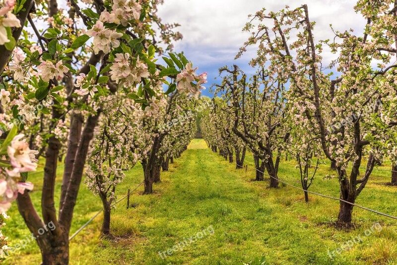 Apple Trees Fruit Branch Ripe