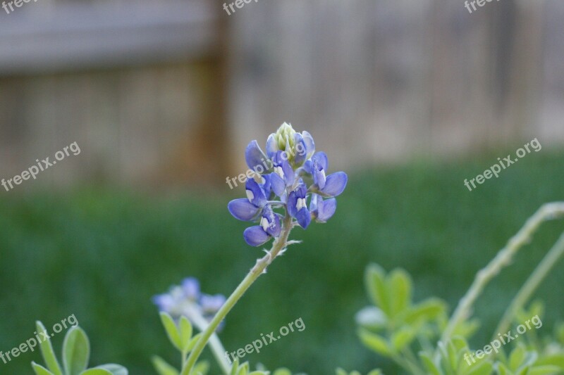 Bluebonnet Blooming Bluebonnets Texas Wildflowers