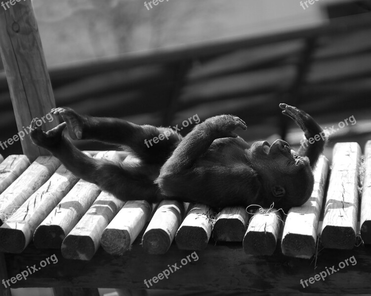 Baby Gorilla Lying Down Black And White Zoo Animal Laughing