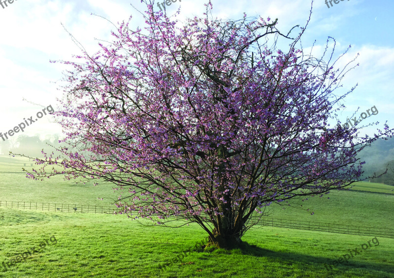 Spring Flower Tree Sun Morning