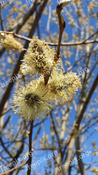 Willow Branch Blooming Fluffy Spring