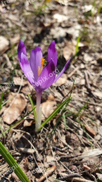 Flower Brândușă Spring Violet Spring Field