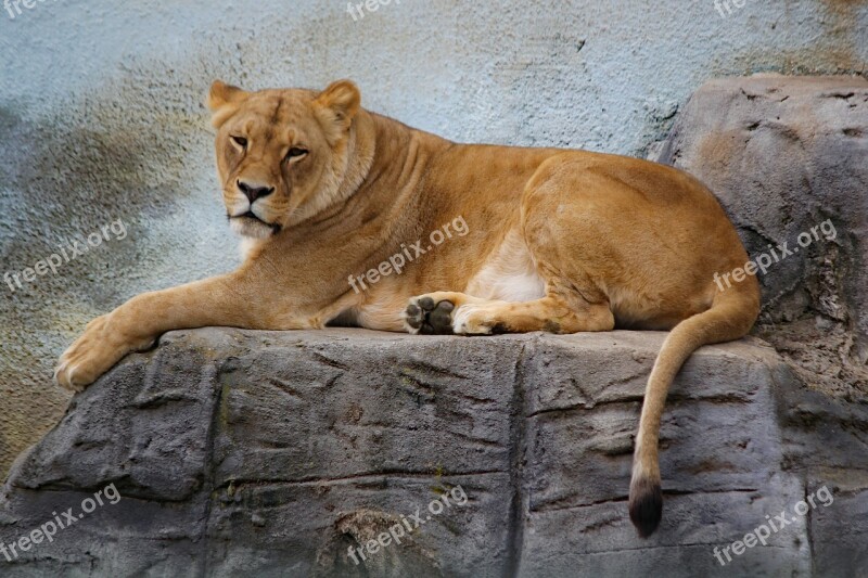 Lioness Beast Feline Animal Mammal