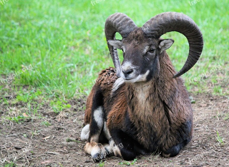 Muflon Male Sheep Animal Mammal