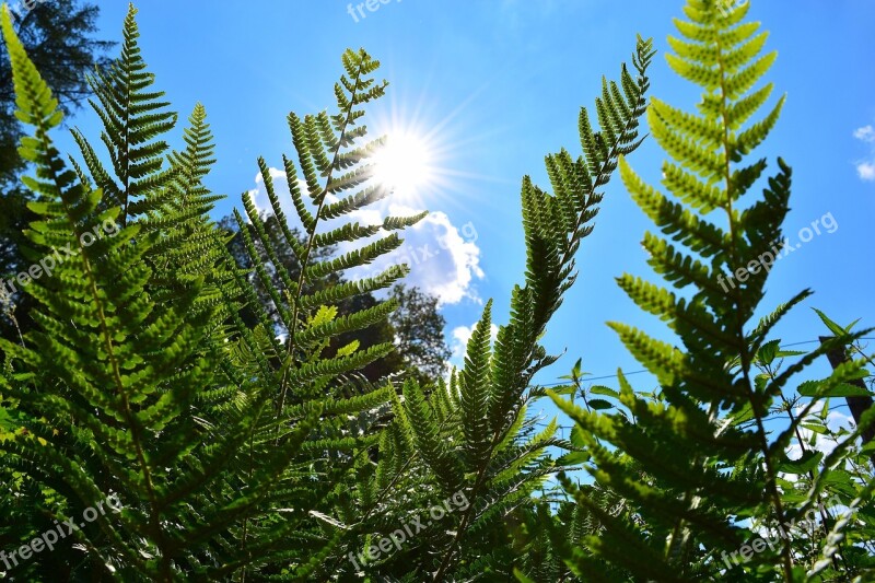 Ferns Plant Green Nature Sun