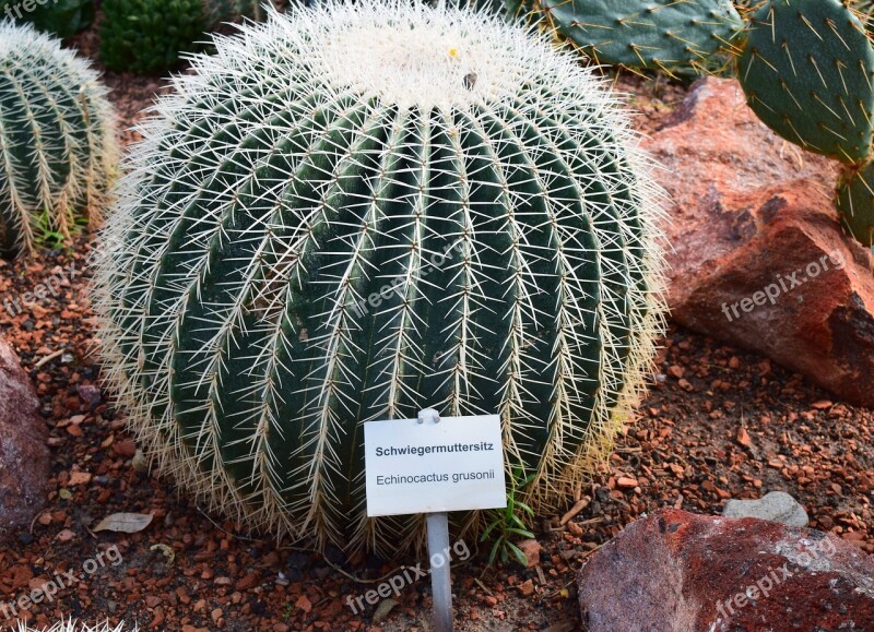 Cactus Plant Prickly Round Spur