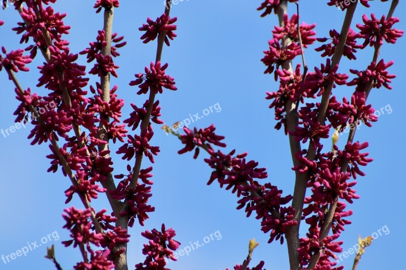 Judas Tree Chinese Judas Tree Blossom Bloom Pink