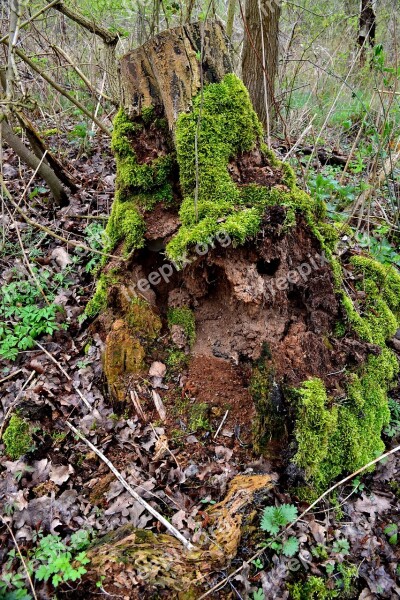 Tree Forest Moss Green Nature