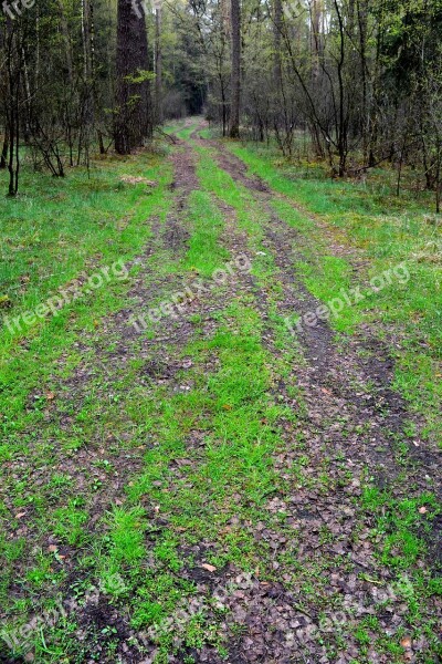 Forest Way Tree The Path Nature