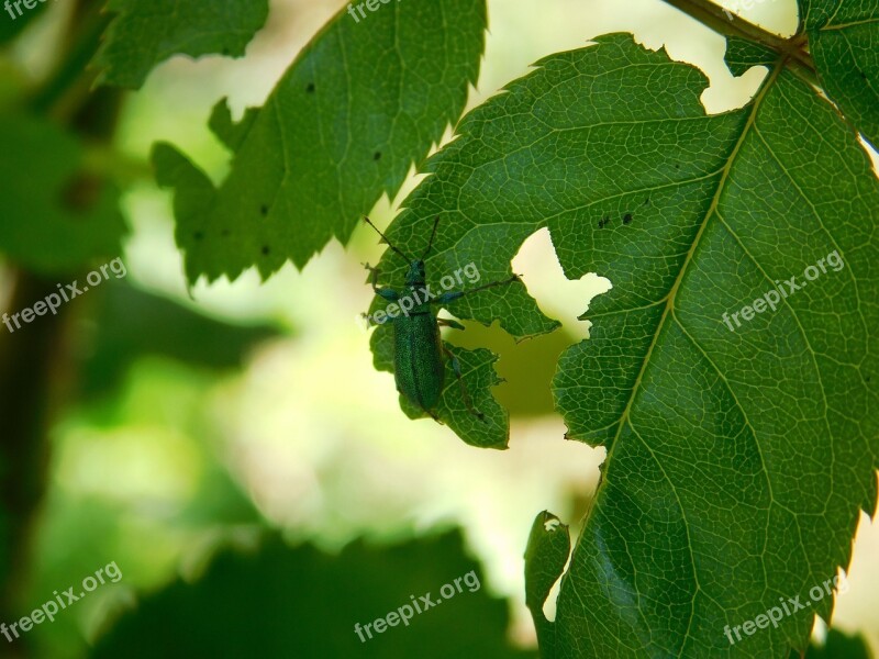 Insect Leaf Tree The Beetle Garden