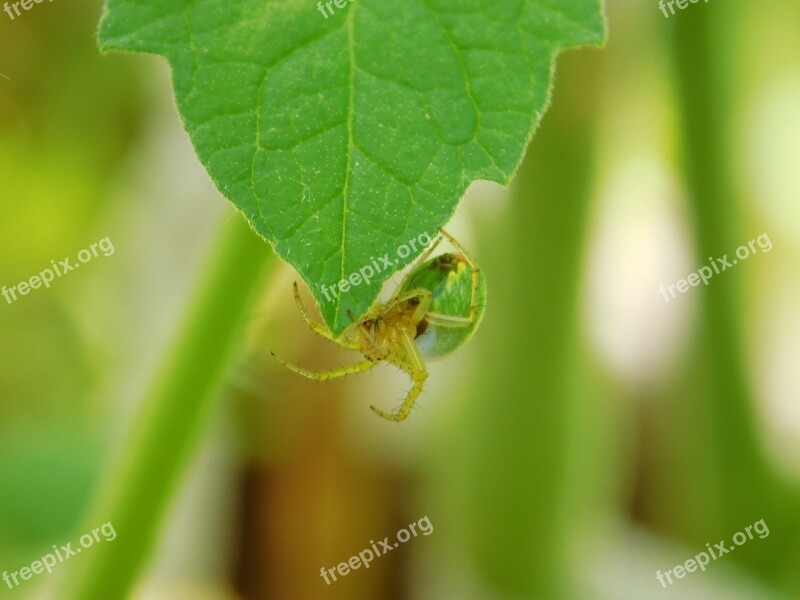 Spider Insect Cobweb Arachnophobisch Arachnophobia