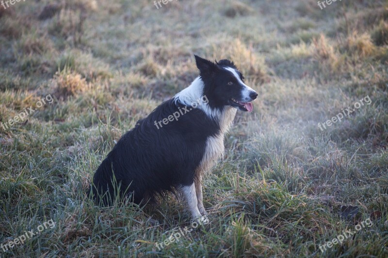 Black And White Dog Breath Mist Fog Collie