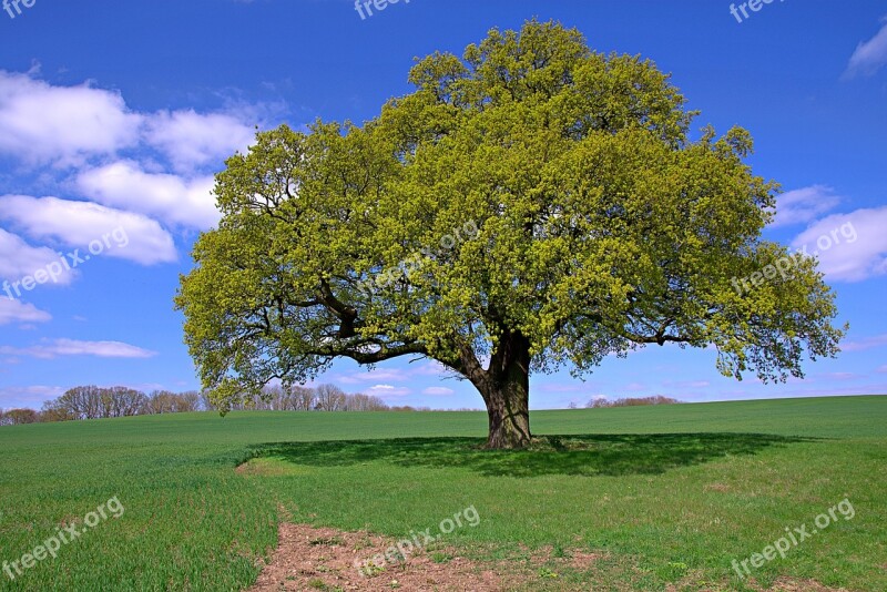 Lone Tree Field Wheat Tree Landscape