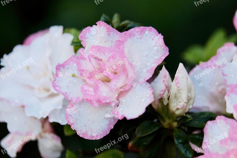 Flower Rain Water Drop Wet Pink