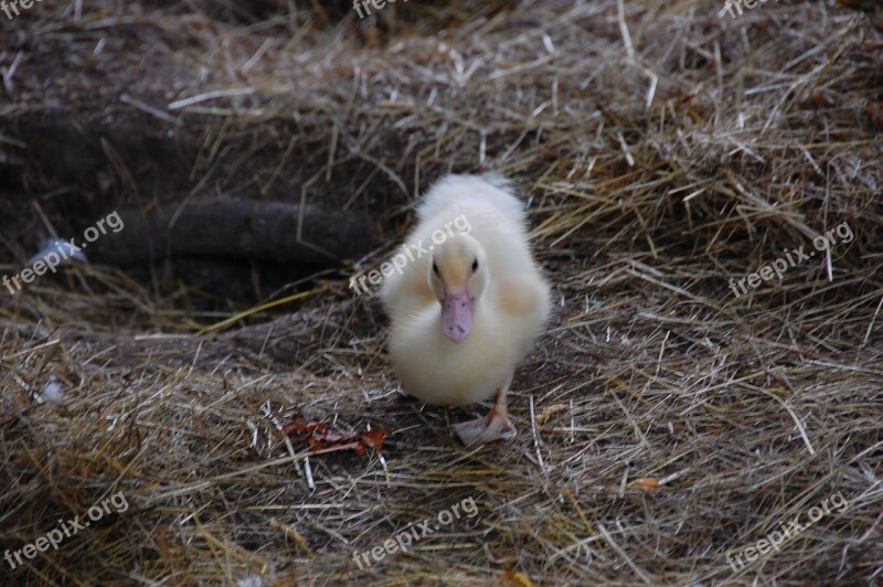 Duck Cute Small Fluffy Young Animal