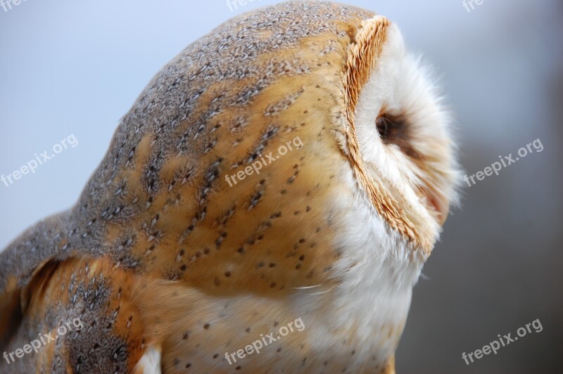 Owl Bird Barn Owl Nature Animal