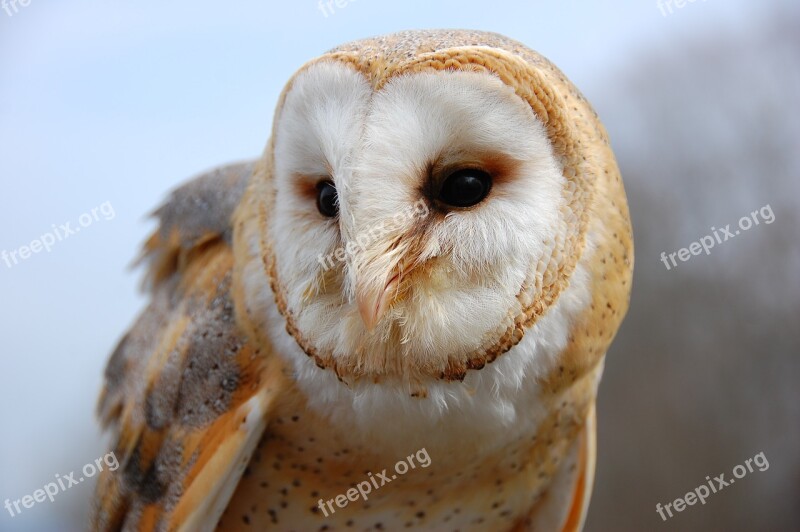 Owl Bird Barn Owl Nature Animal