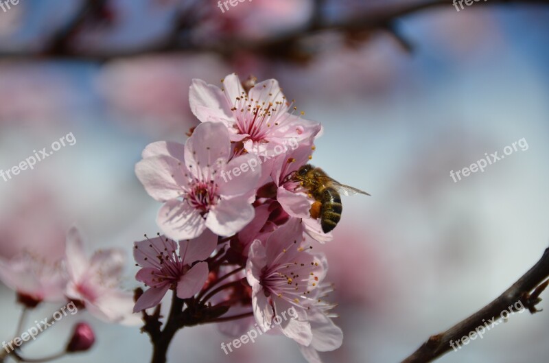 Bee Blood Plum Nectar Branch Flowering Twig