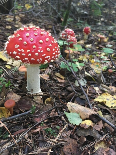 Mushroom Mushrooms Amanita Forest Nature