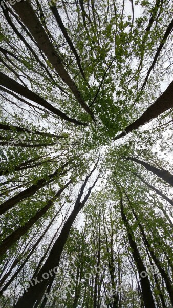 Tree Forest Sky Looking Up Size