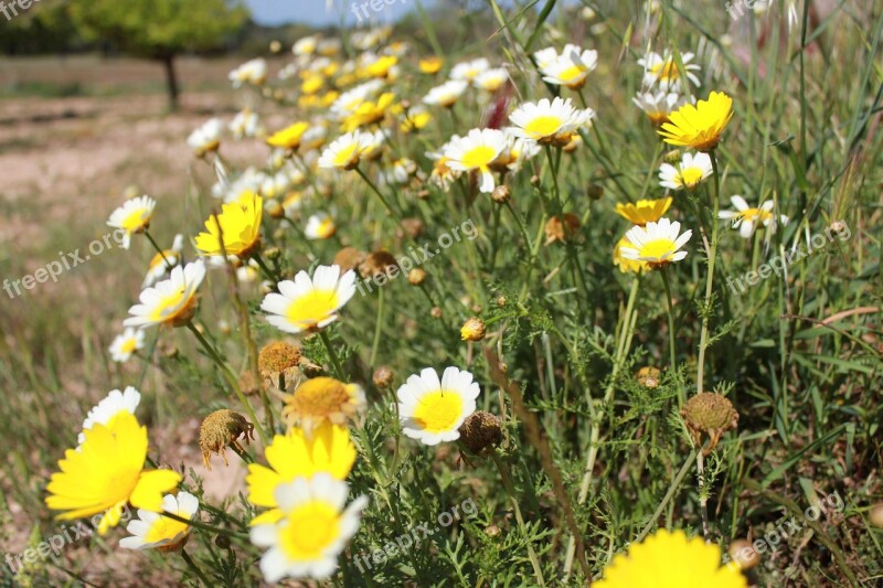 Daisies Garden Floral Flowers Spring