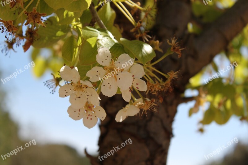 Tree Flower White Agriculture Shadow