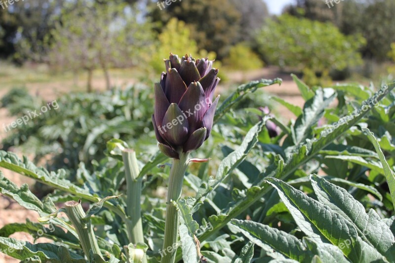 Artichoke Garden Agriculture Plant Food