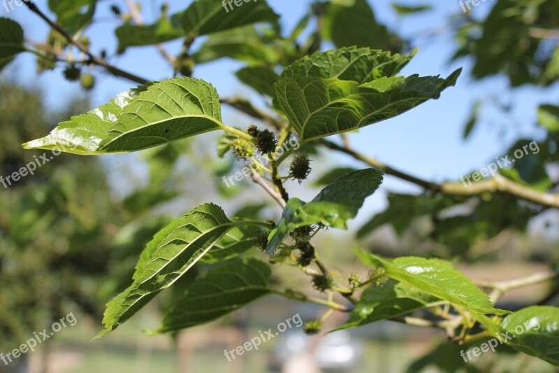 Morus Alba Tree Spring Fruit Leaves